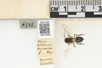 Media type: image;   Entomology 774043 Aspect: Labels